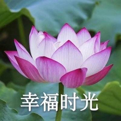 澳门江苏联谊会十年如一日组织多项澳苏交流品牌活动